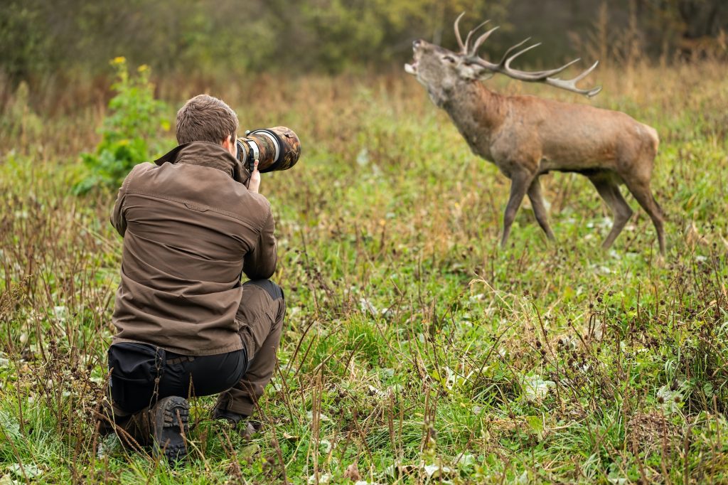 Male wildlife photographer taking pictures of red deer stag roaring on a meadow